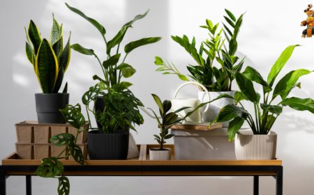 Beat the Heat: How Indoor Plants Keep Your Home Cool