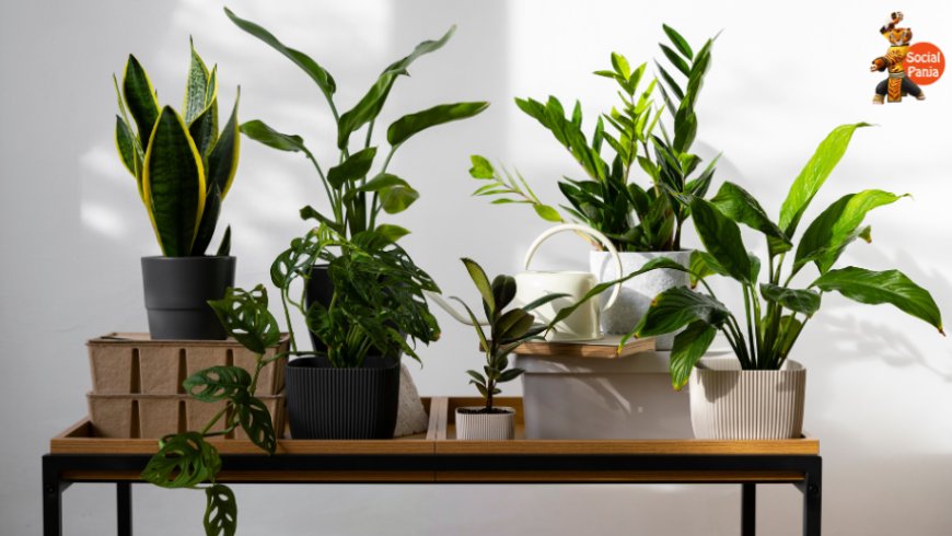 Beat the Heat: How Indoor Plants Keep Your Home Cool