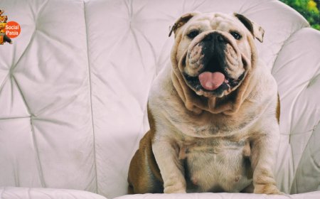 The Growing Concern of Pet Obesity in India