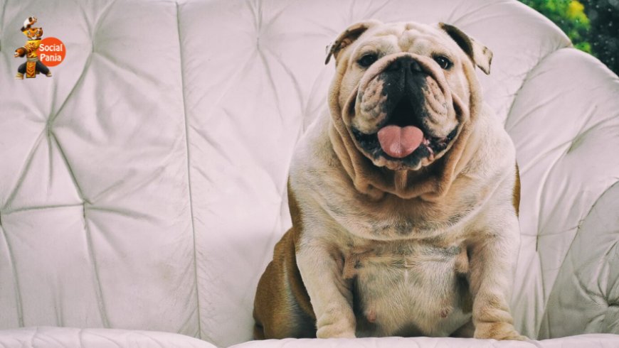 The Growing Concern of Pet Obesity in India